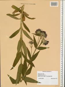 Dianthus barbatus L., Eastern Europe, North-Western region (E2) (Russia)