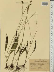 Plantago lanceolata L., Eastern Europe, West Ukrainian region (E13) (Ukraine)