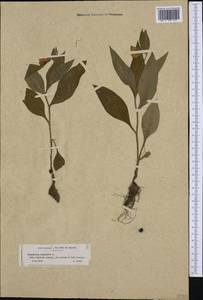 Symphytum tuberosum L., Western Europe (EUR) (France)