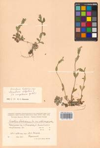 Cerastium fischerianum subsp. albimarginatum (Vorosch.) Vorosch., Siberia, Russian Far East (S6) (Russia)