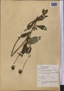 Rudbeckia fulgida Aiton, America (AMER) (United States)