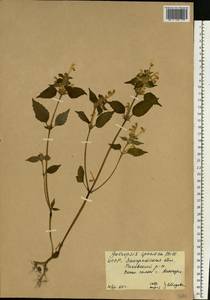 Galeopsis speciosa Mill., Eastern Europe, West Ukrainian region (E13) (Ukraine)