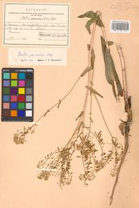 Isatis tinctoria L., Siberia, Russian Far East (S6) (Russia)