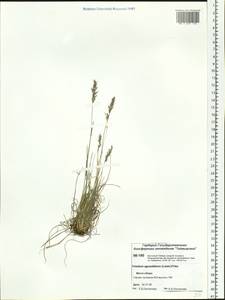 Koeleria subalpestris (Hartm.) Barberá, Quintanar, Soreng & P.M.Peterson, Siberia, Central Siberia (S3) (Russia)