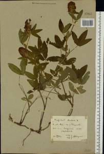 Trifolium medium L., Eastern Europe, Rostov Oblast (E12a) (Russia)