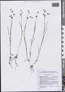 Juncus articulatus L., Western Europe (EUR) (Spain)