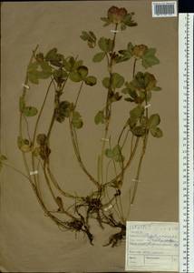 Trifolium pratense L., Siberia, Altai & Sayany Mountains (S2) (Russia)