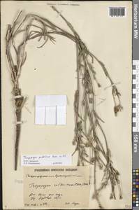 Tragopogon podolicus Besser ex DC., Eastern Europe, Lower Volga region (E9) (Russia)