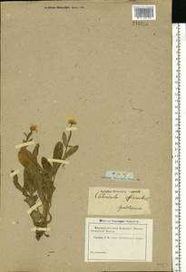 Calendula officinalis L., Eastern Europe, Rostov Oblast (E12a) (Russia)
