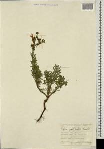 Salvia pachystachya Trautv., Caucasus, Turkish Caucasus (NE Turkey) (K7) (Turkey)