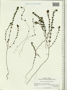 Euphrasia × vernalis List, Eastern Europe, Moscow region (E4a) (Russia)