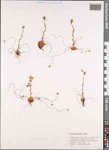 Saxifraga flagellaris Sternb. & Willd., Siberia, Yakutia (S5) (Russia)