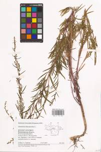Artemisia dracunculus L., Eastern Europe, Central region (E4) (Russia)