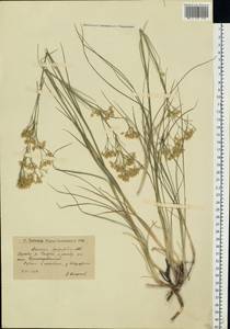 Eremogone longifolia (M. Bieb.) Fenzl, Eastern Europe, Lower Volga region (E9) (Russia)