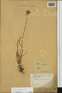 Allium lusitanicum Lam., Western Europe (EUR) (Not classified)