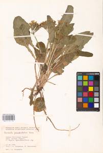Primula pseudoelatior Kuzn., South Asia, South Asia (Asia outside ex-Soviet states and Mongolia) (ASIA) (Turkey)