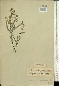 Plecostachys serpyllifolia (P.J.Bergius) Hilliard & B.L.Burtt, Africa (AFR) (South Africa)