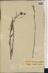 Psoralea ensifolia (Houtt.)Merr., Africa (AFR) (South Africa)