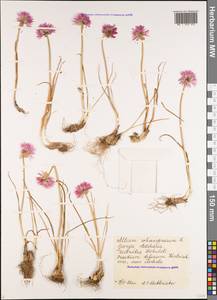 Allium schoenoprasum L., Caucasus, Georgia (K4) (Georgia)