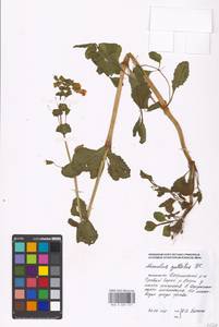 Erythranthe guttata (DC.) G.L.Nesom, Eastern Europe, Moscow region (E4a) (Russia)