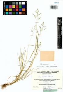 Poa annua L., Siberia, Baikal & Transbaikal region (S4) (Russia)