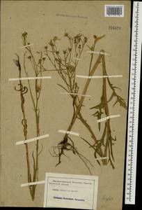 Crepis tectorum L., Eastern Europe, South Ukrainian region (E12) (Ukraine)