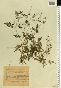 Geranium robertianum L., Eastern Europe, Eastern region (E10) (Russia)