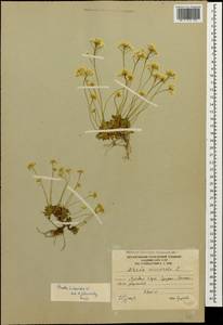 Draba hispida Willd., Caucasus, South Ossetia (K4b) (South Ossetia)