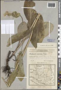 Bupleurum aureum Fisch., Eastern Europe, Eastern region (E10) (Russia)