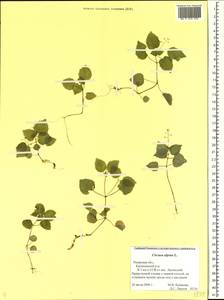 Circaea alpina L., Eastern Europe, Central region (E4) (Russia)