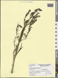 Suaeda altissima (L.) Pall., Caucasus, Dagestan (K2) (Russia)