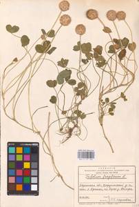 Trifolium fragiferum L., Eastern Europe, South Ukrainian region (E12) (Ukraine)