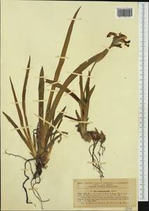 Iris reichenbachii Heuff., Western Europe (EUR) (Romania)