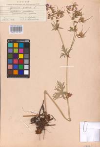 Geranium pratense L., Eastern Europe, Middle Volga region (E8) (Russia)