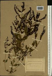 Veronica anagallis-aquatica L., Eastern Europe, Rostov Oblast (E12a) (Russia)