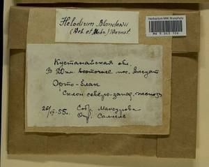 Helodium blandowii (F. Weber & D. Mohr) Warnst., Bryophytes, Bryophytes - Middle Asia & Kazakhstan (B16) (Kazakhstan)