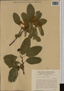 Karpatiosorbus ×hybrida (Bechst.) Sennikov & Kurtto, Western Europe (EUR) (Austria)