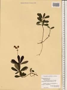 Chimaphila umbellata (L.) W. P. C. Barton, Eastern Europe, Volga-Kama region (E7) (Russia)