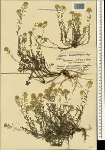 Alyssum trichostachyum Rupr., Crimea (KRYM) (Russia)