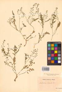 Rorippa palustris (L.) Besser, Eastern Europe, Lower Volga region (E9) (Russia)