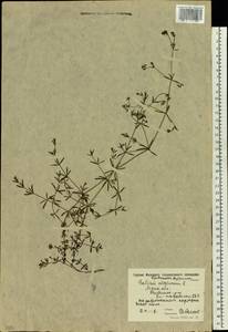Galium uliginosum L., Eastern Europe, Moscow region (E4a) (Russia)