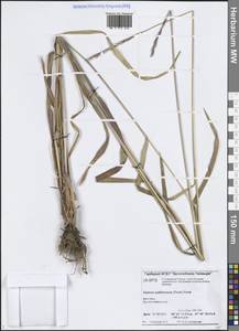 Elymus fibrosus (Schrenk) Tzvelev, Siberia, Central Siberia (S3) (Russia)