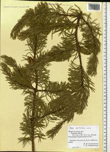 Pinus banksiana Lamb., Eastern Europe, Volga-Kama region (E7) (Russia)