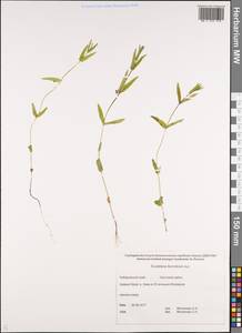 Scutellaria regeliana var. ikonnikovii (Juz.) C.Y.Wu & H.W.Li, Siberia, Russian Far East (S6) (Russia)