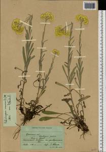 Helichrysum arenarium (L.) Moench, Eastern Europe, South Ukrainian region (E12) (Ukraine)