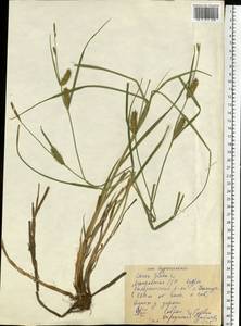 Carex hirta L., Eastern Europe, Moldova (E13a) (Moldova)