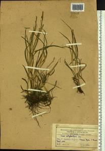 Carex bostrychostigma Maxim., Siberia, Russian Far East (S6) (Russia)