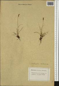 Carex simpliciuscula Wahlenb., Western Europe (EUR) (Switzerland)