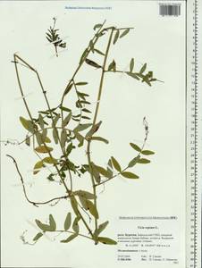 Vicia sepium L., Siberia, Baikal & Transbaikal region (S4) (Russia)