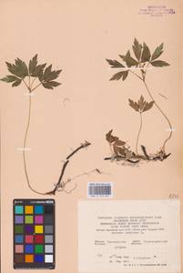 Anemone nemorosa L., Eastern Europe, North Ukrainian region (E11) (Ukraine)